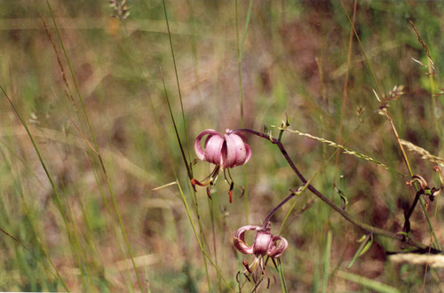 Martagon lily (Lilium martagon)