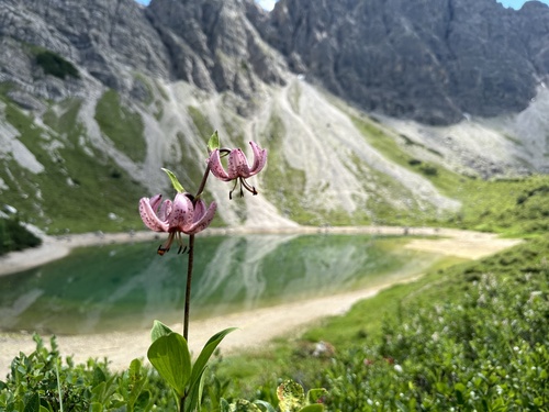Martagon lily (Lilium martagon)