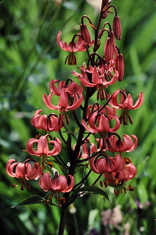 Martagon lily: Turk's cap lily