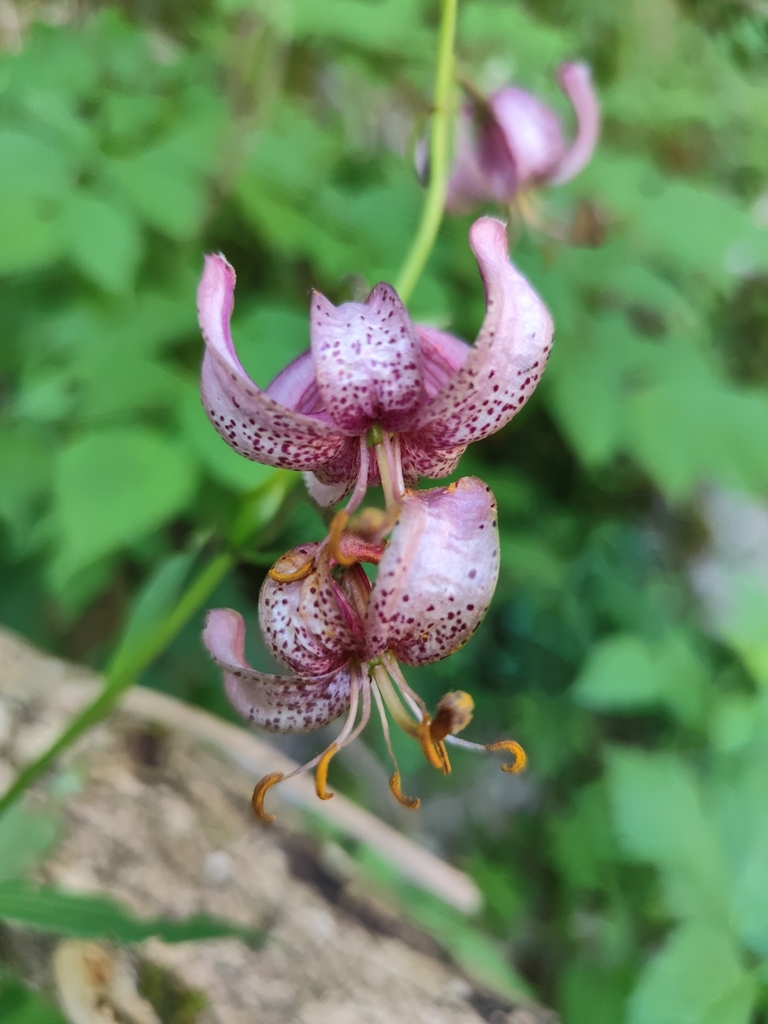 Martagon lily (Lilium martagon)