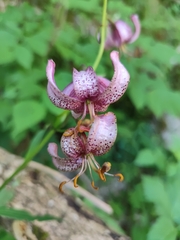 Martagon lily