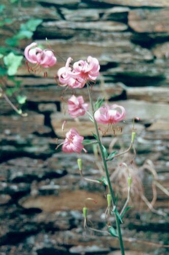 Martagon lily (Lilium martagon)