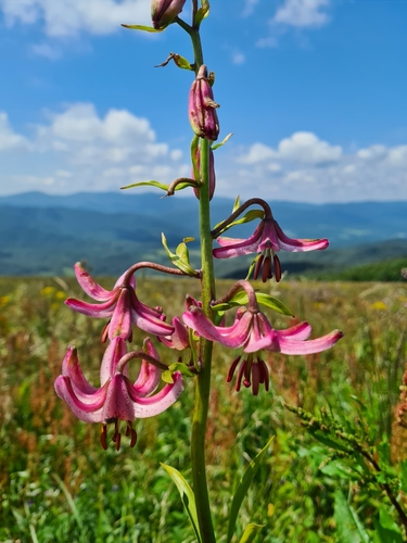 Martagon lily (Lilium martagon)