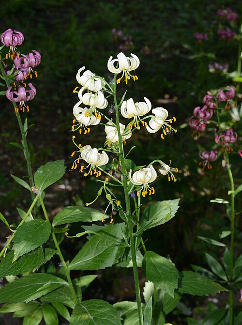Martagon lily: Martagon ( Lilium martagon ). Botanical Garden of Helsinki, Finland.