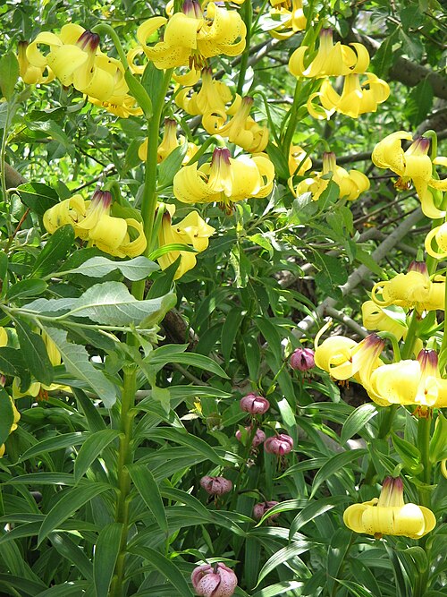 Lilium monadelphum: Lilium monadelphum & Lilium martagon