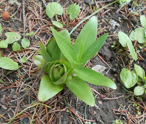 Lilium monadelphum: Lilia zrosłopręcikowa ( Lilium monadelphum ), Ogród Botaniczny UMCS w Lublinie.
