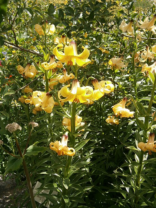 Lilium monadelphum: Lilium monadelphum in the Jardin Botanique Alpin du Lautaret
