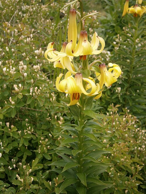Lilium monadelphum: Lilium monadelphum in the Jardin Botanique Alpin du Lautaret