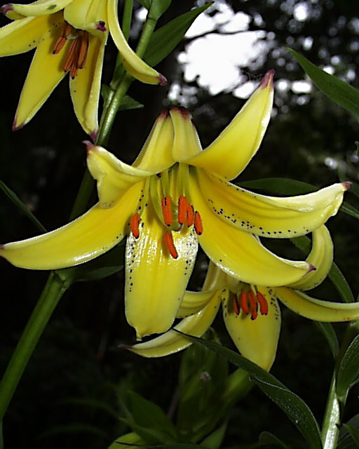 Lilium monadelphum: Lilium monadelphum