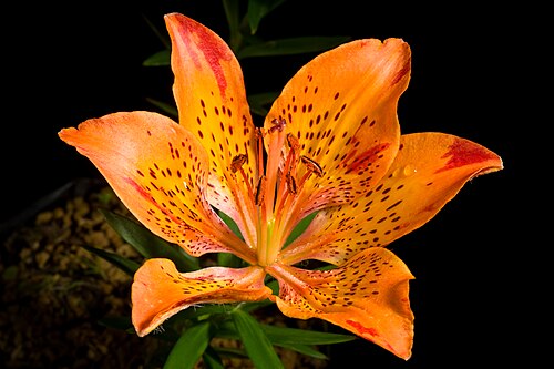 Lilium pensylvanicum: Plant derived from Syosanbetsu, Tomamae-gun, Hokkaido, Japan Japanese Name エゾスカシユリ, 蝦夷透百合 Taxonomy Family ユリ科, Liliaceae Genus ユリ属, Lilium Distribution Siberia