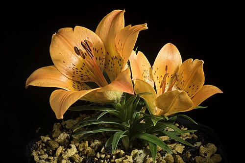 Lilium pensylvanicum: Plant derived from Iturup Island, Kuril Islands, Hokkaido, Japan or Russia / 北海道択捉島 / Остров Итуру́п, Сахалинская область, Россия Dwarf type Kew Accepted Name L
