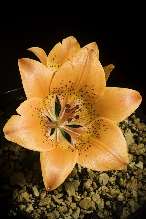 Lilium pensylvanicum: Plant derived from Iturup Island, Kuril Islands, Hokkaido, Japan or Russia / 北海道択捉島 / Остров Итуру́п, Сахалинская область, Россия Dwarf type Kew Accepted Name L