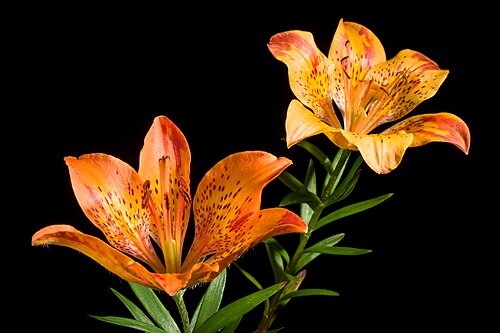Lilium pensylvanicum: Plant derived from Syosanbetsu, Tomamae-gun, Hokkaido, Japan Japanese Name エゾスカシユリ, 蝦夷透百合 Taxonomy Family ユリ科, Liliaceae Genus ユリ属, Lilium Distribution Siberia