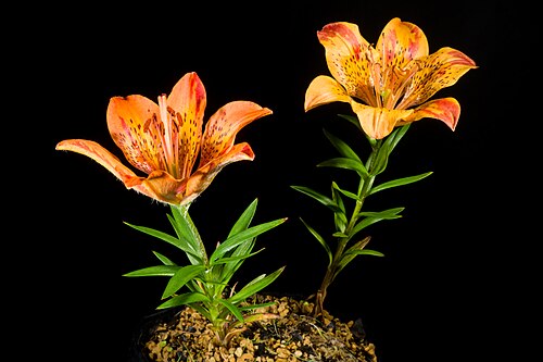 Lilium pensylvanicum: Plant derived from Syosanbetsu, Tomamae-gun, Hokkaido, Japan Japanese Name エゾスカシユリ, 蝦夷透百合 Taxonomy Family ユリ科, Liliaceae Genus ユリ属, Lilium Distribution Siberia