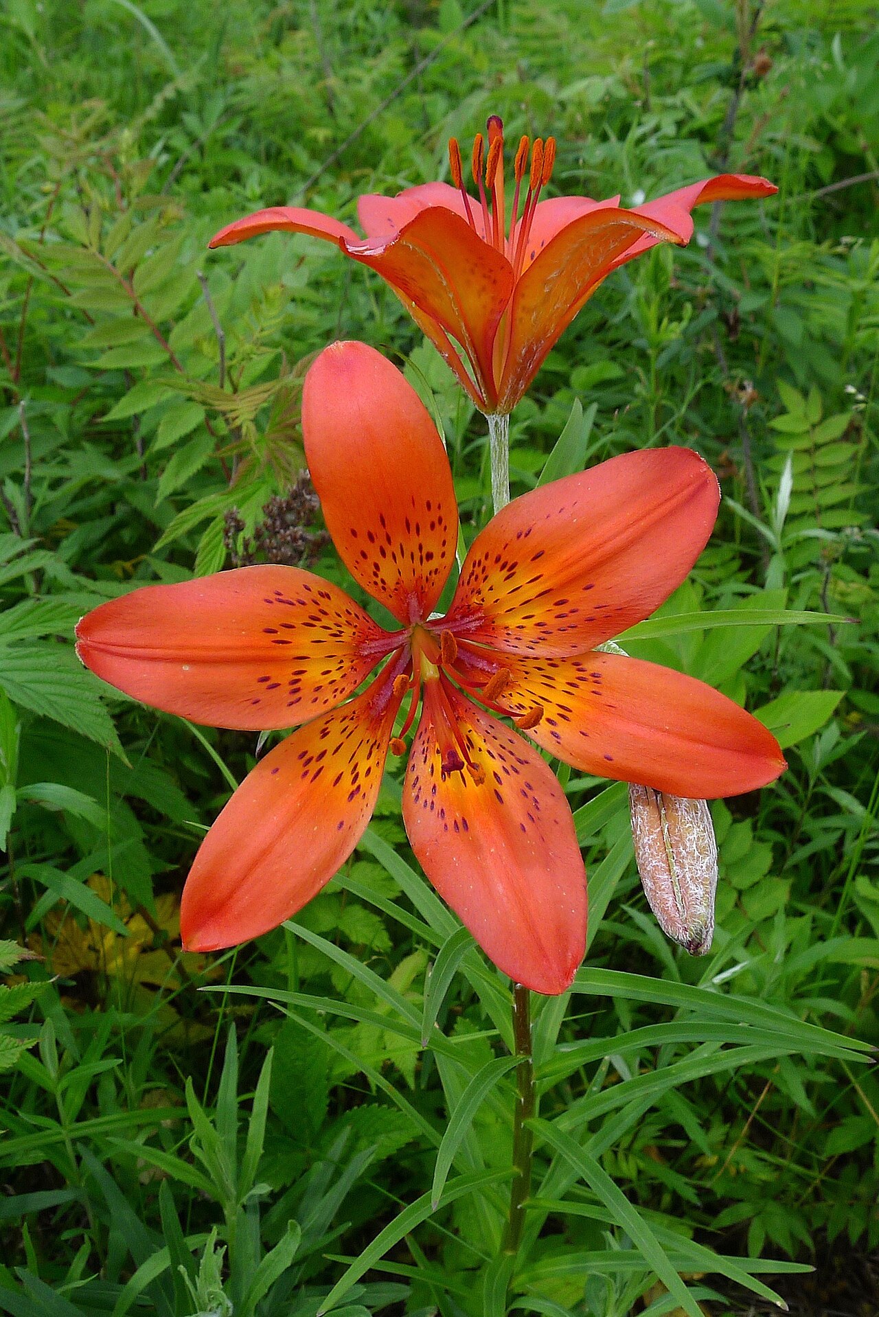 Lilium pensylvanicum: Russia, Russian Far East, Jewish Autonomous Oblast, IVO Obluchye town.