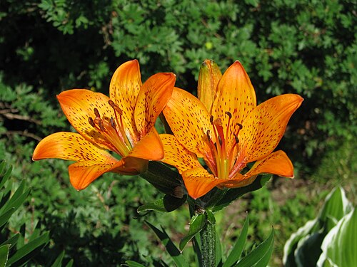 Lilium pensylvanicum: Lilium dauricum flower, photographed in Kuru, Finland