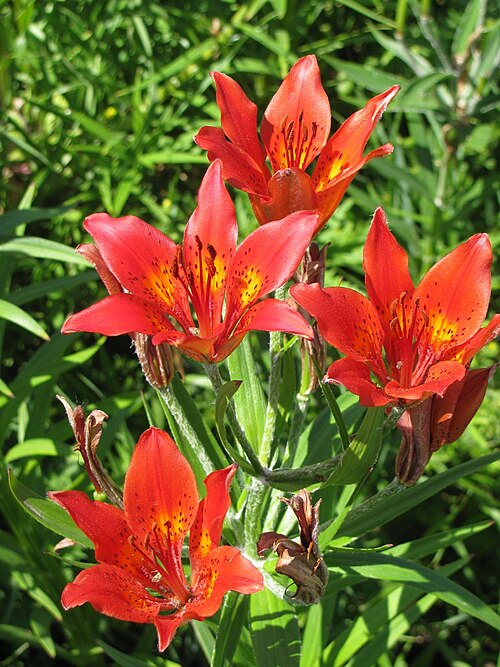 Lilium pensylvanicum: Indigenous wild Lilium at Mongolian National Botanic Garden