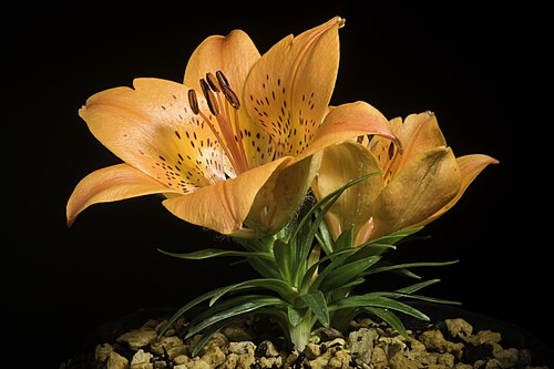Lilium pensylvanicum: Plant derived from Iturup Island, Kuril Islands, Hokkaido, Japan or Russia / 北海道択捉島 / Остров Итуру́п, Сахалинская область, Россия Dwarf type Kew Accepted Name L