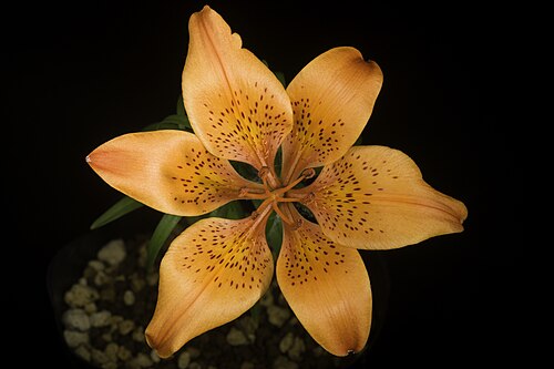 Lilium pensylvanicum: [Sapporo, Hokkaido, Japan / 北海道札幌市] Japanese Name: エゾスカシユリ, 蝦夷透百合 Distribution: Siberia to N. China and N. & NC. Japan (30 BRY CTA IRK KRA YAK 31 AMU KAM KHA KU