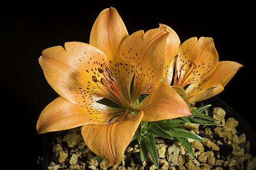 Lilium pensylvanicum: Plant derived from Iturup Island, Kuril Islands, Hokkaido, Japan or Russia / 北海道択捉島 / Остров Итуру́п, Сахалинская область, Россия Dwarf type Kew Accepted Name L