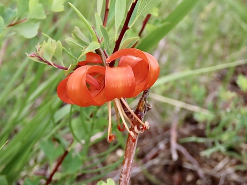 Lilium pumilum (Lilium pumilum)