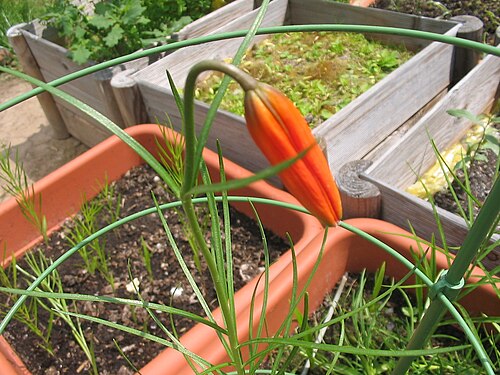 Lilium pumilum: Bud of Lilium pumilum