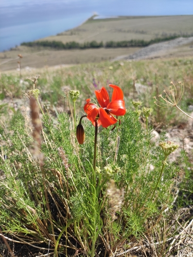 Lilium pumilum (Lilium pumilum)