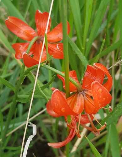 Lilium pumilum (Lilium pumilum)