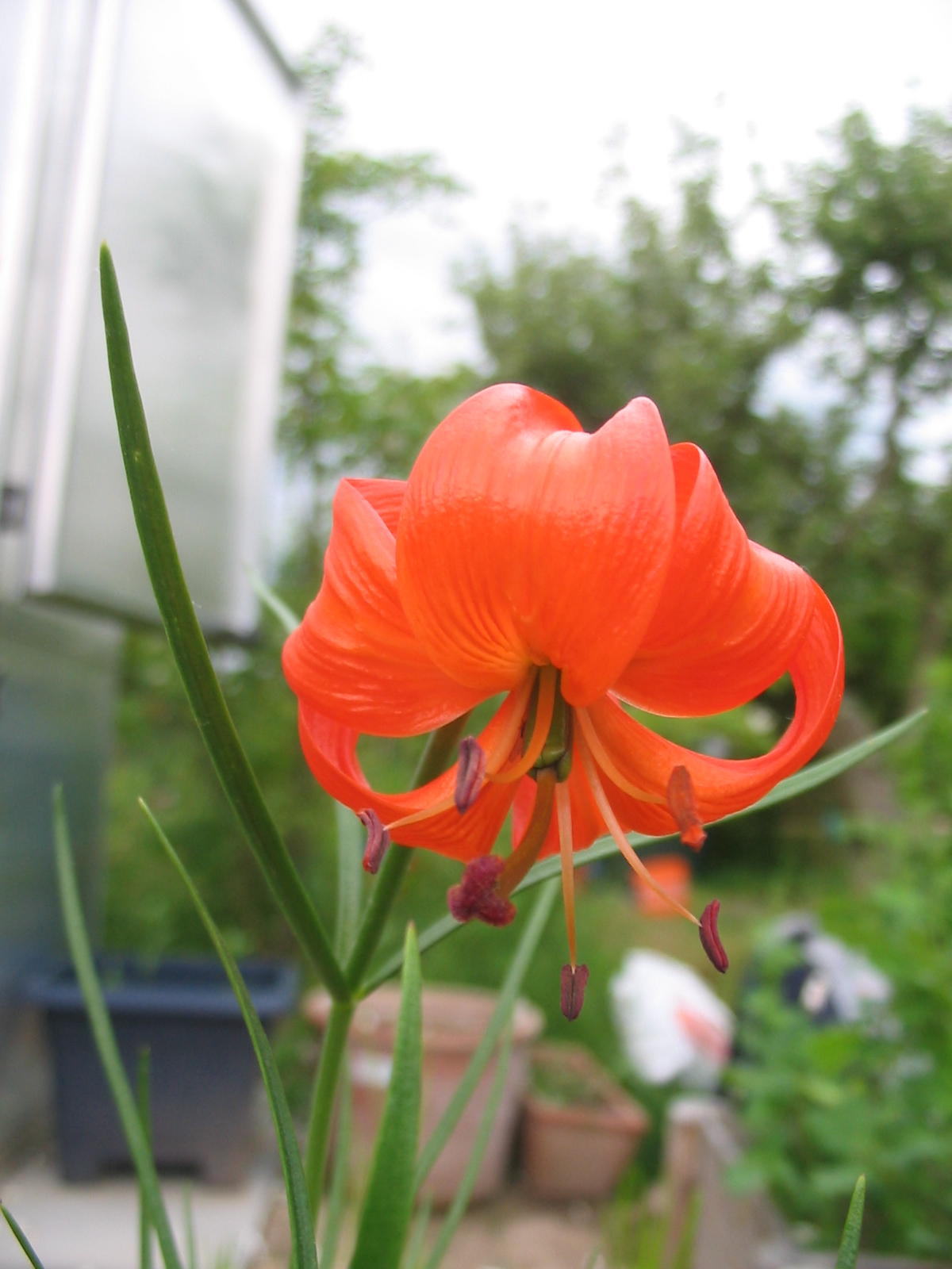Lilium pumilum: Flower of Lilium pumilum