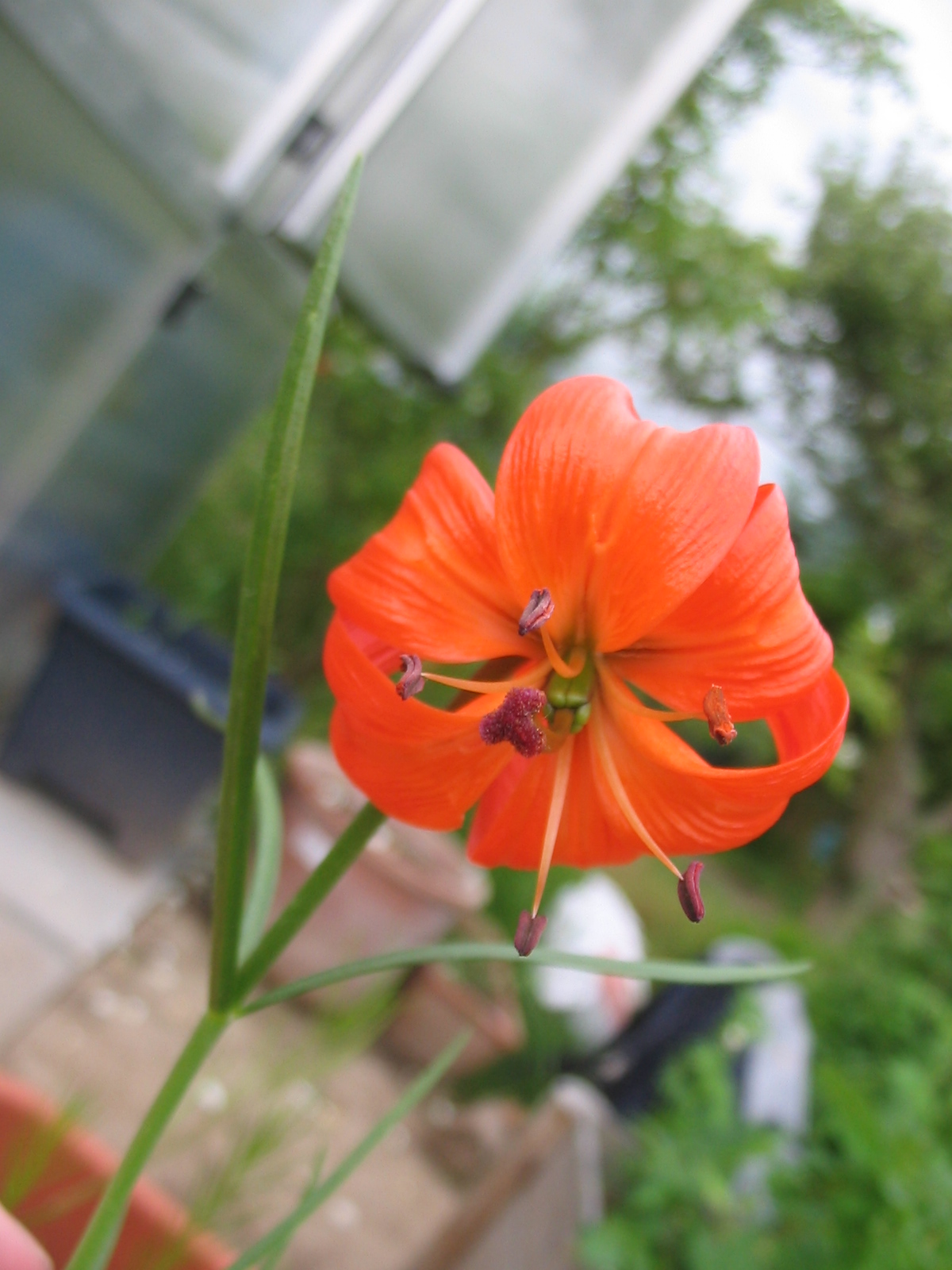 Lilium pumilum: Flower of Lilium pumilum