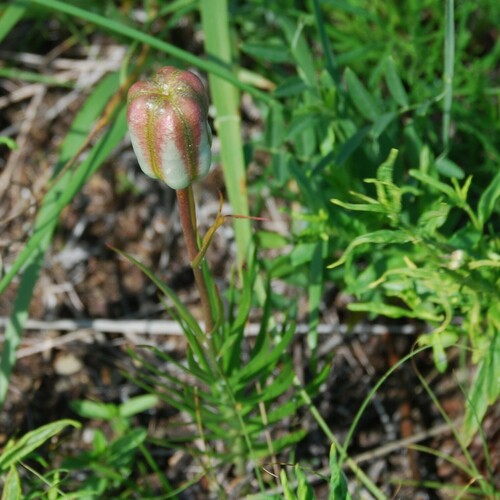 Lilium pumilum (Lilium pumilum)