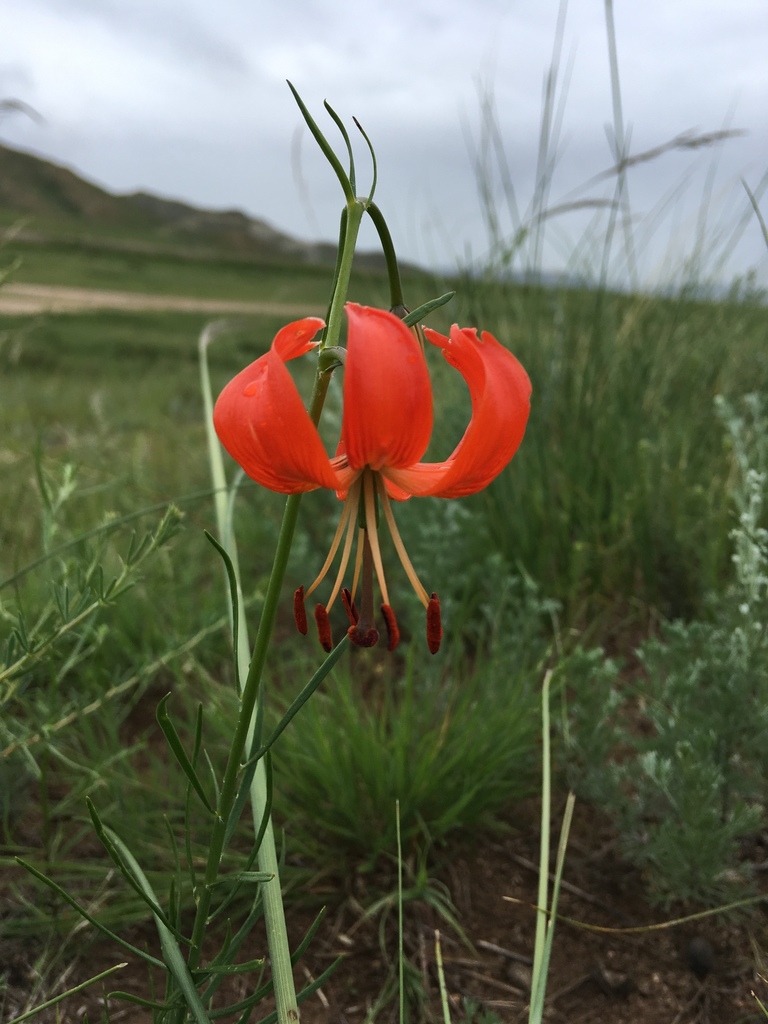 Lilium pumilum (Lilium pumilum)