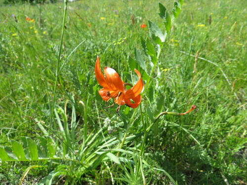 Lilium pumilum (Lilium pumilum)