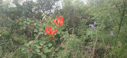 Lilium pumilum (Lilium pumilum)