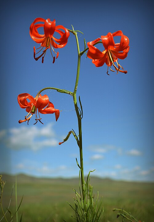 Lilium pumilum: Дикая лилия - саранка