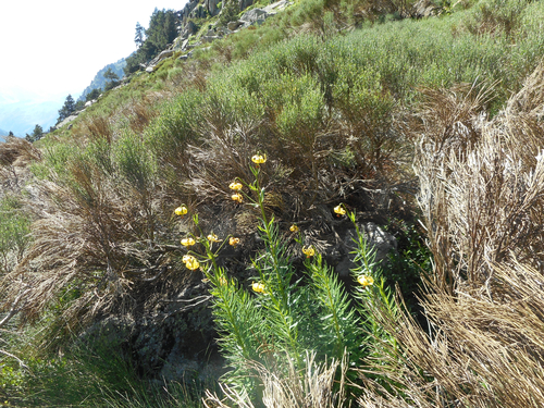 Lilium pyrenaicum (Lilium pyrenaicum)