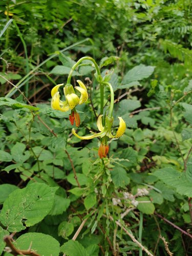 Lilium pyrenaicum (Lilium pyrenaicum)