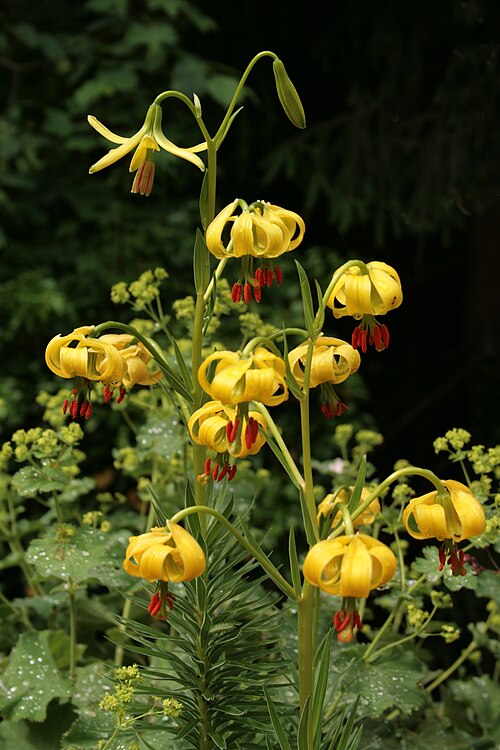 Lilium pyrenaicum: Lilium pyrenaicum