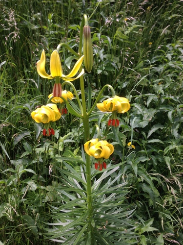 Lilium pyrenaicum (Lilium pyrenaicum)