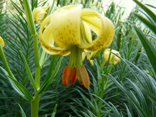 Lilium pyrenaicum (Lilium pyrenaicum)