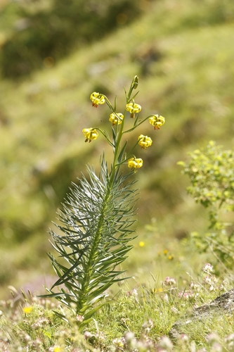 Lilium pyrenaicum (Lilium pyrenaicum)
