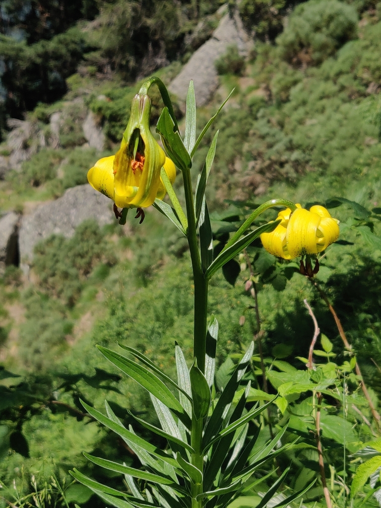 Lilium pyrenaicum (Lilium pyrenaicum)
