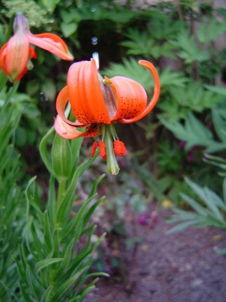 Lilium pyrenaicum: Lilium pyrenaicum var. rubrum