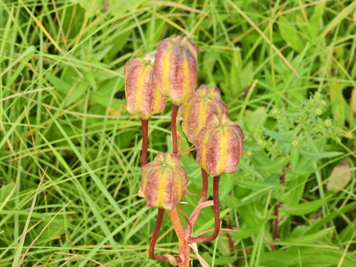 Lilium pyrenaicum (Lilium pyrenaicum)