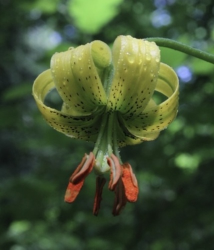 Lilium pyrenaicum (Lilium pyrenaicum)