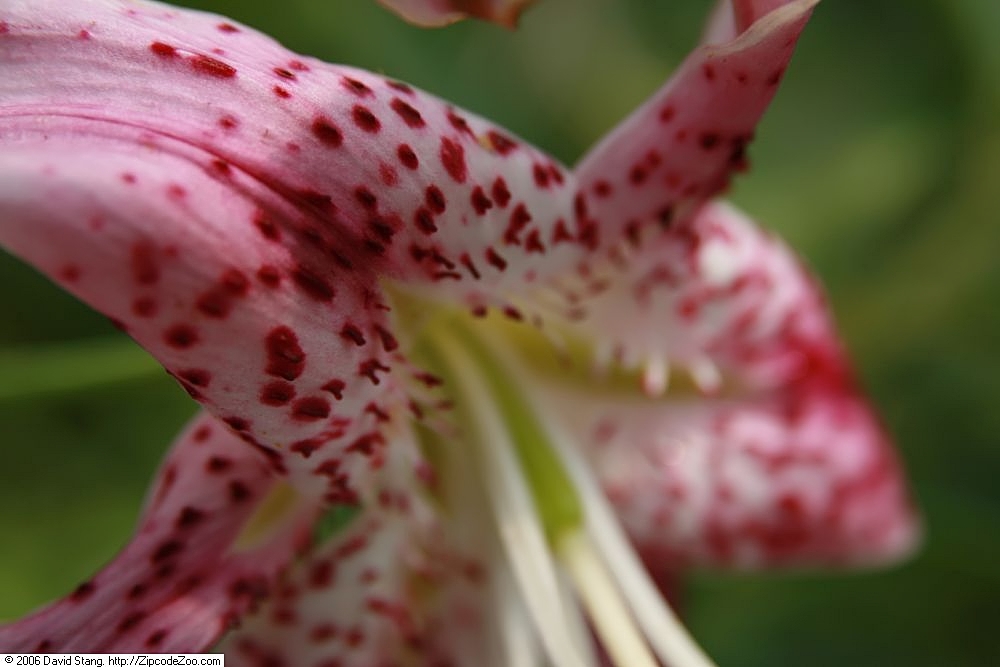 Lilium speciosum: Location taken: American Plant Food Company, 7405 River Road, Bethesda MD.. Names: Lilium speciosum Thunb. var. rubrum , Speciosum Lil Classification: Plantae >