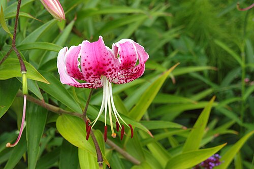 Lilium speciosum: Taken at the New York Botanical Garden .
