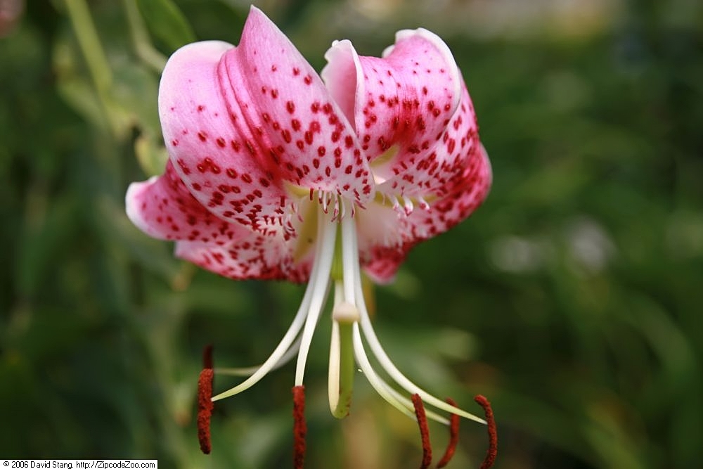 Lilium speciosum: Location taken: American Plant Food Company, 7405 River Road, Bethesda MD.. Names: Lilium speciosum Thunb. var. rubrum , Speciosum Lil Classification: Plantae >