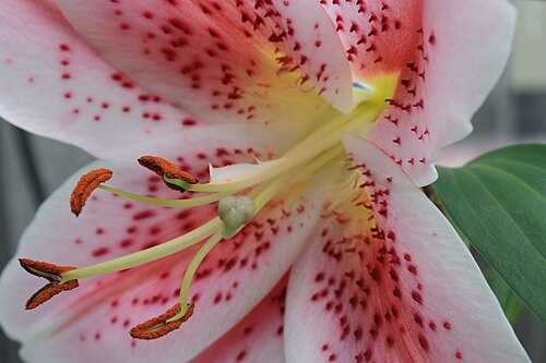 Lilium speciosum: Plan rapproché d'une fleur de Lilium speciosum.