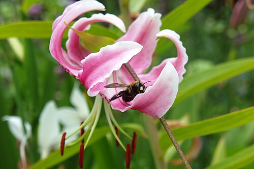 Lilium speciosum: Taken at the New York Botanical Garden .